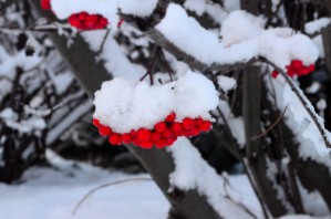 Winter Berries