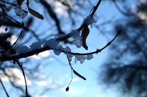 Frozen in Time