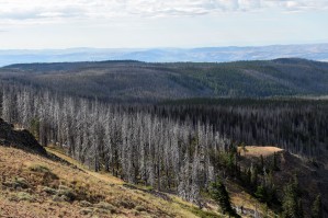 Burned Forest