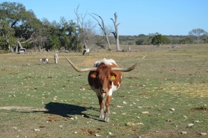 Texas Longhorn