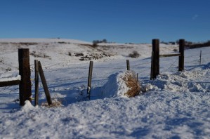 Frozen Fences