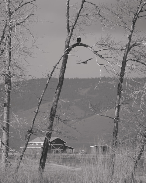Bald Eagle watching Farm Print