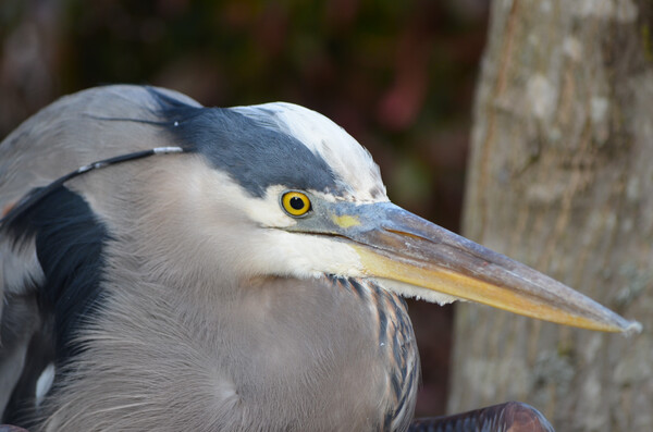 Beady Eyed Heron by MDruba