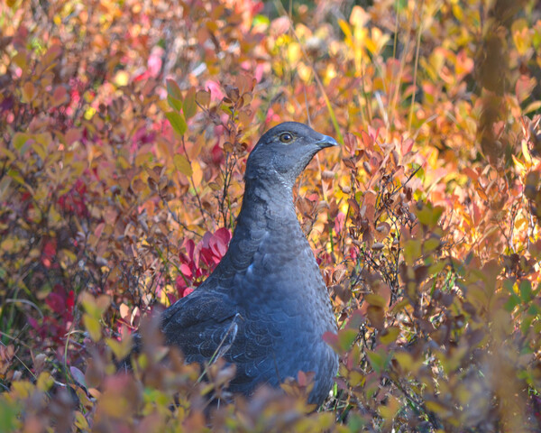 Autumn Grouse by MDruba