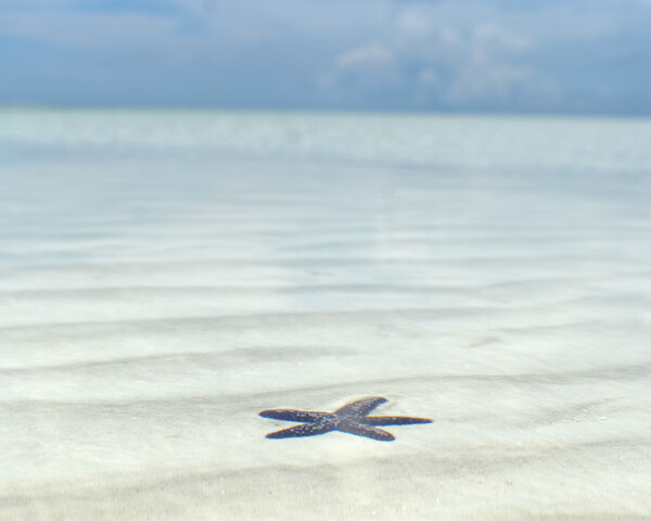 Watery Starfish by MDruba