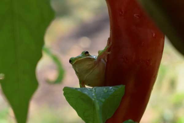 Peeping Frog  Print