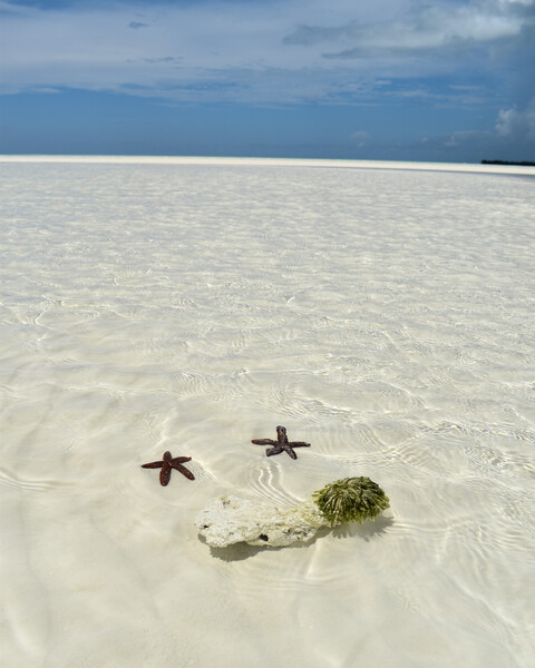 Water Covered Starfish by MDruba