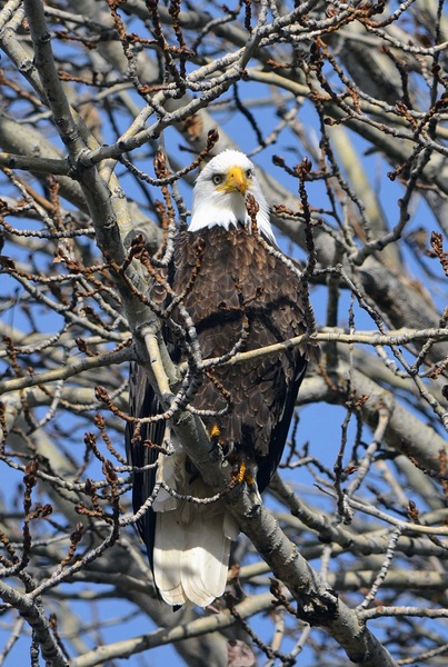 American Bald Eagle by MDruba