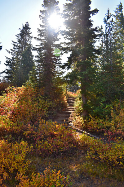 Sunlit Mountain Path by MDruba