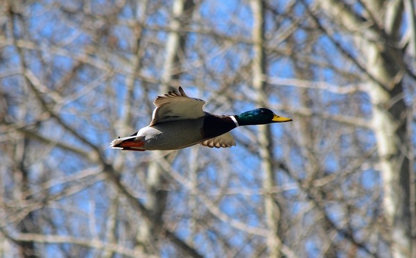 Mallard Duck in Flight by MDruba