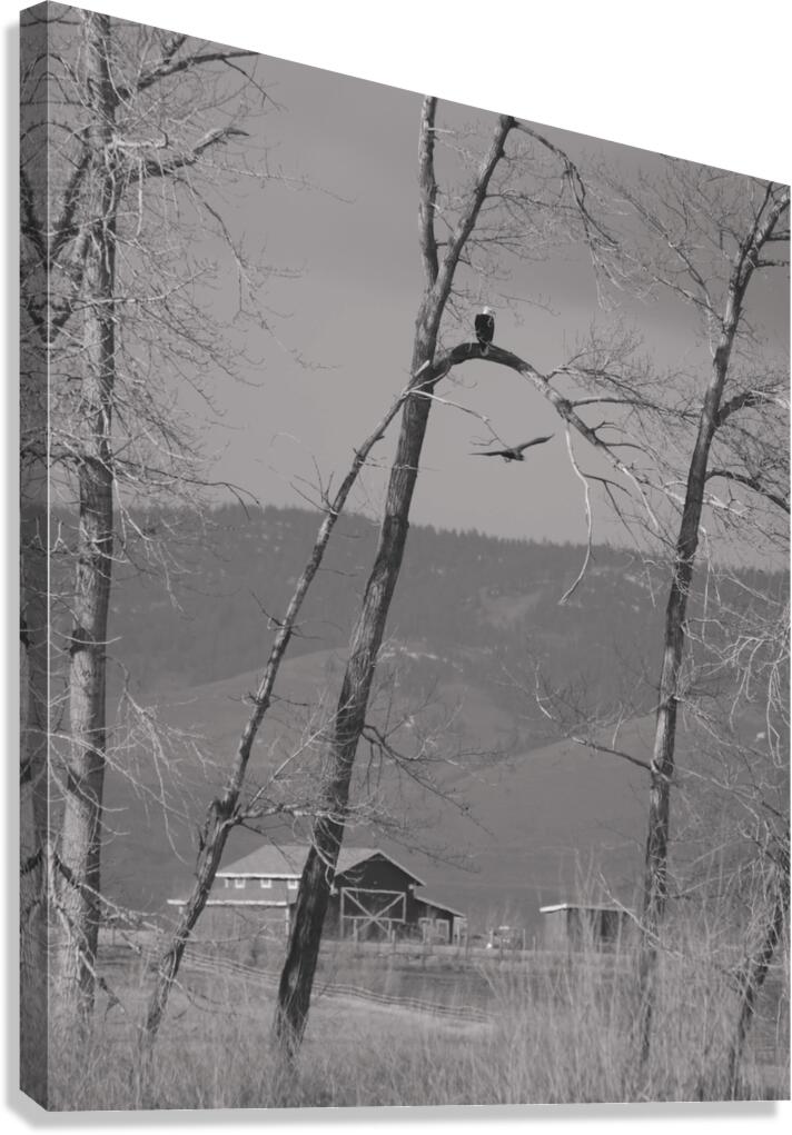 Bald Eagle watching Farm Canvas Print