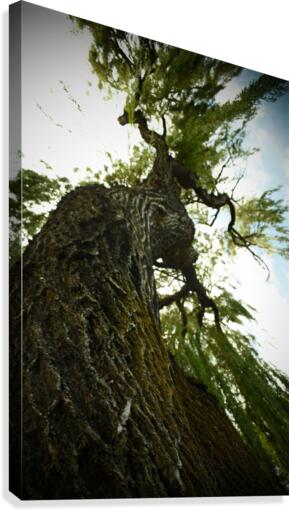 Twisting Tree Canvas Print