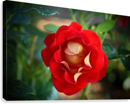 Budding Rose Canvas Print