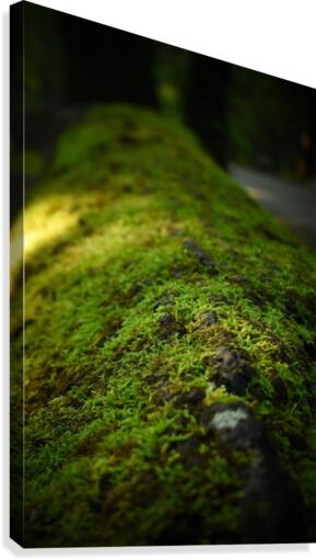 Mossy Log Canvas Print