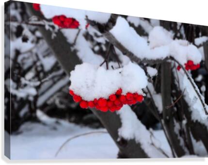 Winter Berries Canvas Print