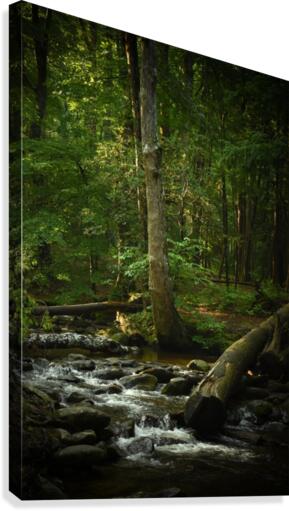Deep Roots Canvas Print