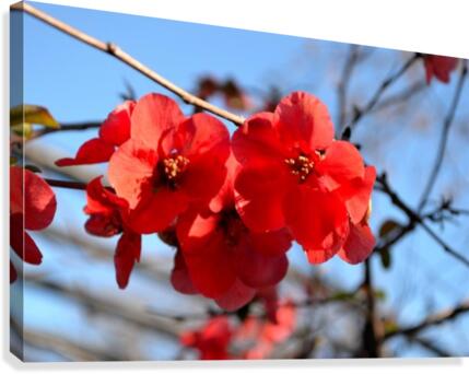 Blooming Trees Canvas Print