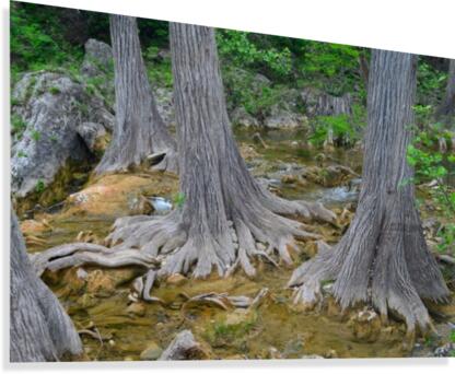 Connecting Roots Canvas Print