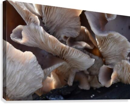 Fungi Canvas Print