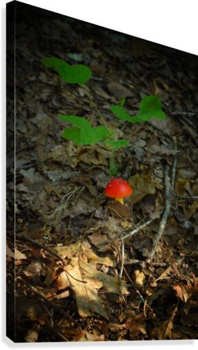 Marios Mushroom Canvas Print