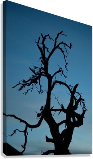 Haunted Tree Canvas Print