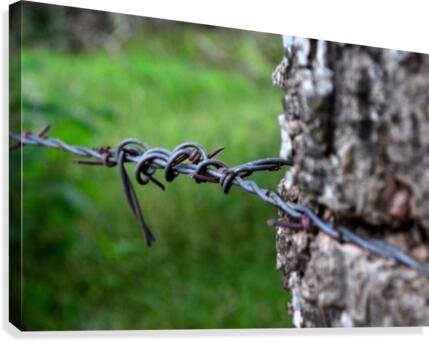 Barbed wire Canvas Print