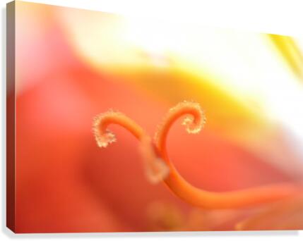Inside the Iris Canvas Print