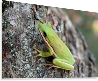 Green Tree Frog Canvas Print