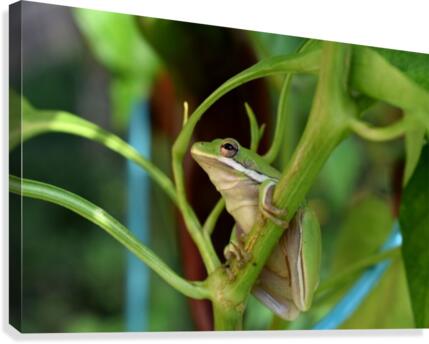 Garden Guest Canvas Print