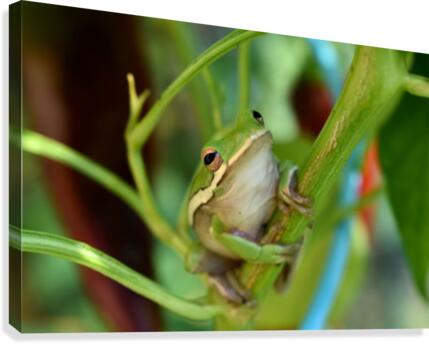 Green Frog Canvas Print