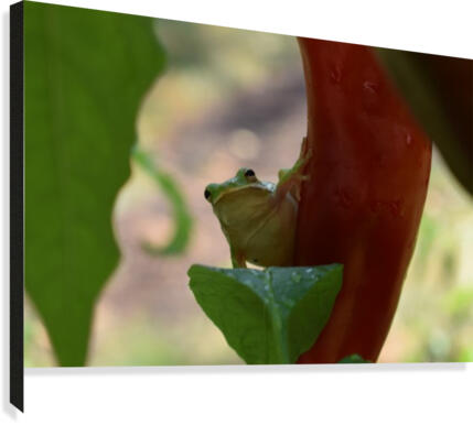 Peeping Frog  Canvas Print