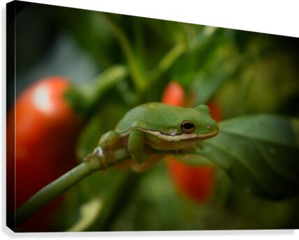 Garden Frog Canvas Print