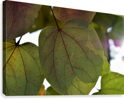 Lighted Leaves Canvas Print