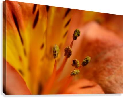 Pollination Canvas Print