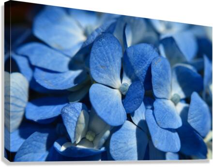 Blooming Blue Canvas Print