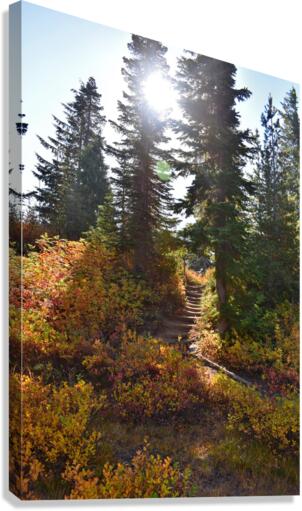 Sunlit Mountain Path Canvas Print
