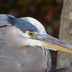 Beady Eyed Heron