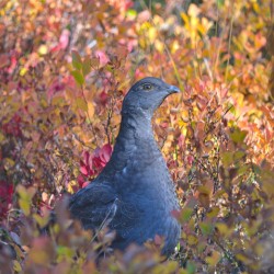 Autumn Grouse