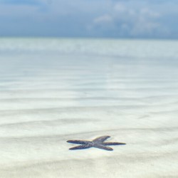Watery Starfish