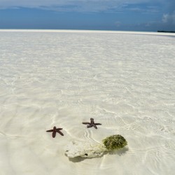 Water Covered Starfish
