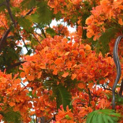 Tropical Orange Flower Tree