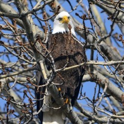 American Bald Eagle