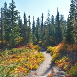 Pathway in the Forest