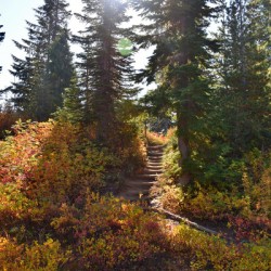 Sunlit Mountain Path