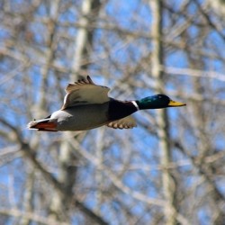 Mallard Duck in Flight