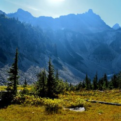 Sun Filled Mountain Meadow