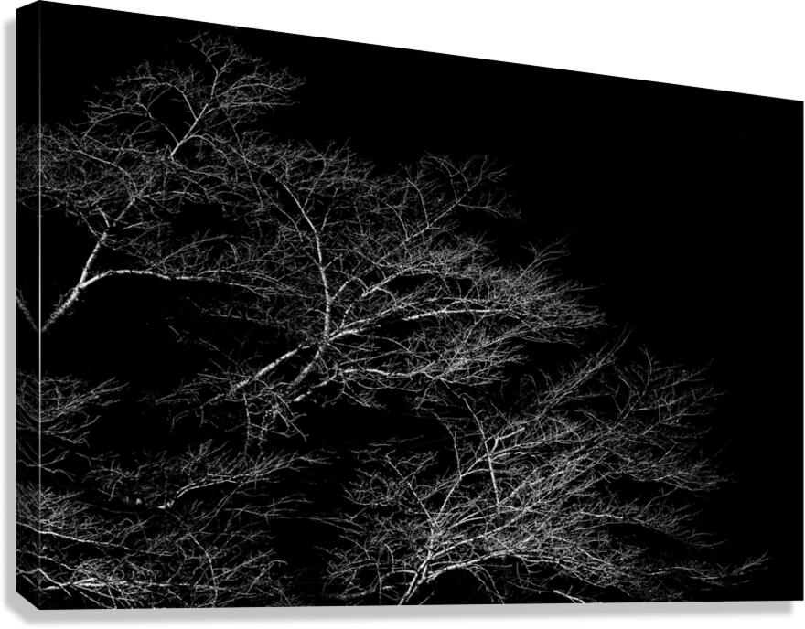 Winter Trees Canvas Print