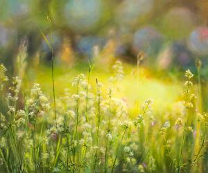 Midsummer beauty