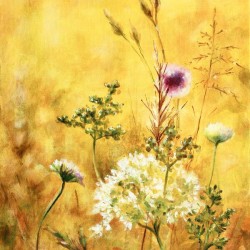 Midsummer meadow