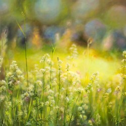 Midsummer beauty